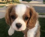 Small Photo #2 Cavalier King Charles Spaniel Puppy For Sale in N SALT LAKE, UT, USA