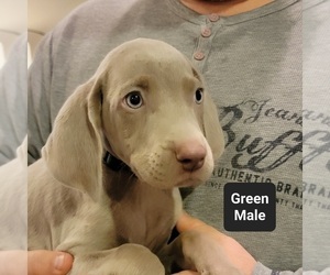 Weimaraner Puppy for sale in BERESFORD, SD, USA