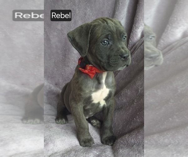 Medium Photo #8 Cane Corso Puppy For Sale in MINERAL WELLS, WV, USA