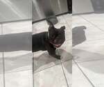 Small Faux Frenchbo Bulldog