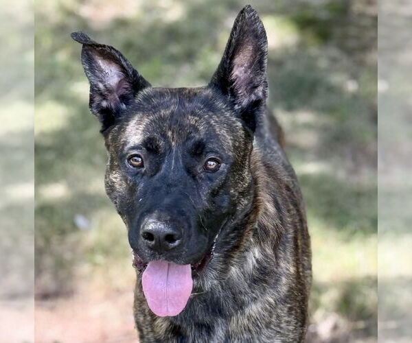 Medium Photo #3 Siberian Husky-Unknown Mix Puppy For Sale in Cranford, NJ, USA
