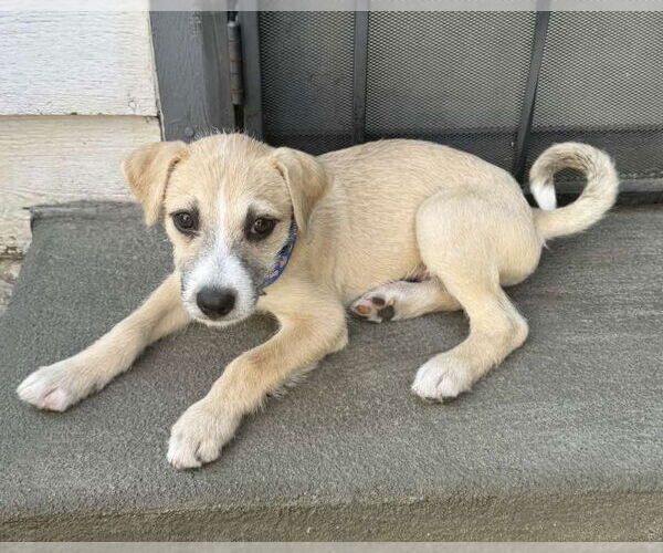 Medium Photo #13 American Staffordshire Terrier-Chinese Shar-Pei Mix Puppy For Sale in Corona, CA, USA
