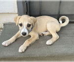 Small #12 American Staffordshire Terrier-Chinese Shar-Pei Mix