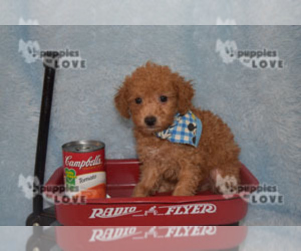 Full screen Photo #14 Poodle (Toy) Puppy For Sale in SANGER, TX, USA