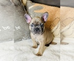 Small Photo #12 French Bulldog Puppy For Sale in MISSION HILLS, CA, USA