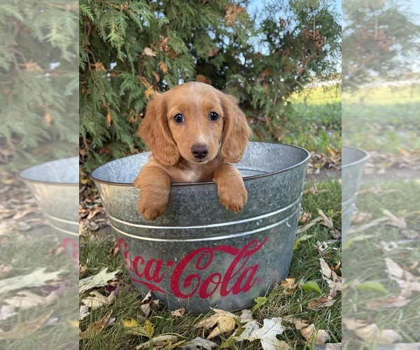 Medium Photo #4 Dachshund Puppy For Sale in MIDDLEBURY, IN, USA