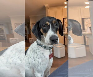 Liliana - Female American Foxhound-Beagle Mix Dog for Adoption - Photo #13