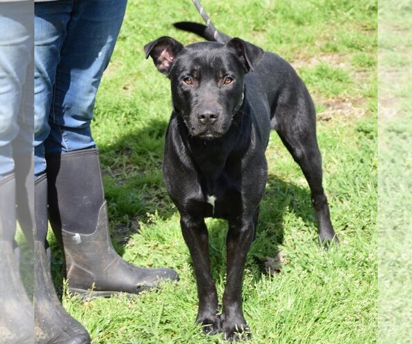 Medium Photo #3 Labrador Retriever-Unknown Mix Puppy For Sale in Anniston, AL, USA