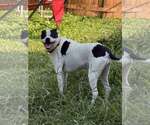Small #1 American Pit Bull Terrier Mix