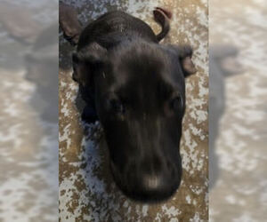 Mutt Dogs for adoption in Minneapolis, MN, USA