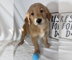 Grover - Male Golden Retriever Puppy for Sale - Photo #4