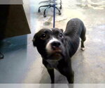 Small Bullboxer Pit