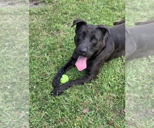 Starla - Female Mutt Dog for Adoption - Photo #6