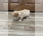 Small #10 Maltipoo