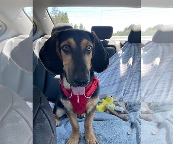 Medium Photo #5 Basset Hound-German Shepherd Dog Mix Puppy For Sale in Petaluma, CA, USA