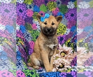 Shiba Inu Puppy for sale in OXFORD, PA, USA