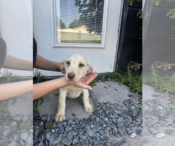 Medium Photo #9 Labrador Retriever Puppy For Sale in DAVENPORT, FL, USA