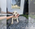 Small #2 Labrador Retriever