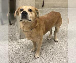 Labrador Retriever-Unknown Mix Dogs for adoption in Conroe, TX, USA