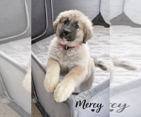 Medium Photo #2 Caucasian Shepherd Dog Puppy For Sale in AKELEY, MN, USA