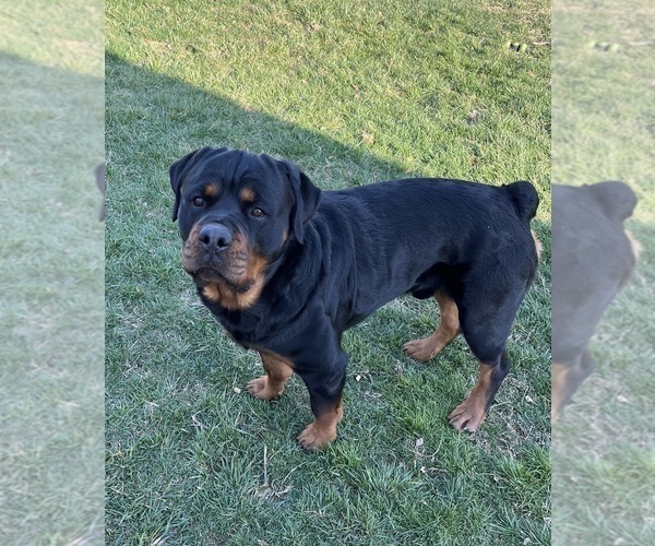 Medium Photo #18 Rottweiler Puppy For Sale in BULLS GAP, TN, USA