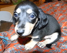 Small Photo #1 Dachshund Puppy For Sale in LAKEBAY, WA, USA
