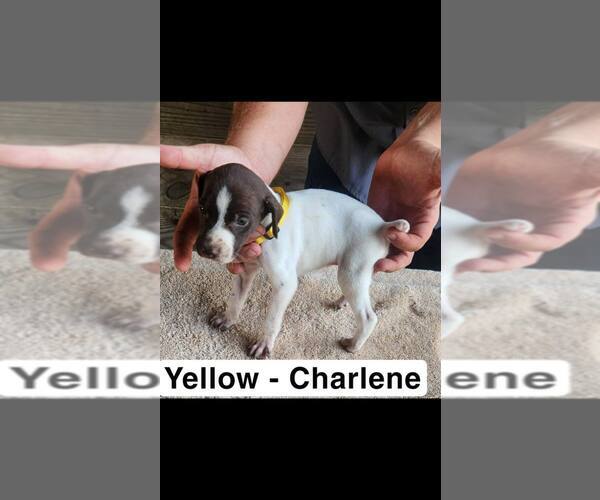 Medium Photo #16 German Shorthaired Pointer Puppy For Sale in EDENTON, NC, USA