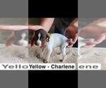 Small Photo #16 German Shorthaired Pointer Puppy For Sale in EDENTON, NC, USA