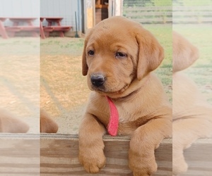 Labrador Retriever Puppy for sale in MC GAHEYSVILLE, VA, USA