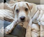 Small #6 Chihuahua Mix