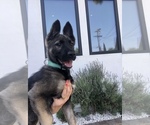 Small Photo #1 Belgian Malinois Puppy For Sale in SHERMAN OAKS, CA, USA