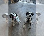 Small Dalmatian