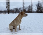 Small Photo #5 Labrador Retriever Puppy For Sale in RAMSEY, MN, USA