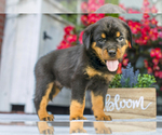 Puppy Diesel Rottweiler