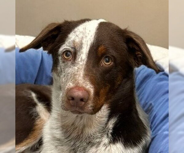 Medium Photo #1 Border-Aussie Puppy For Sale in Lake Forest, CA, USA