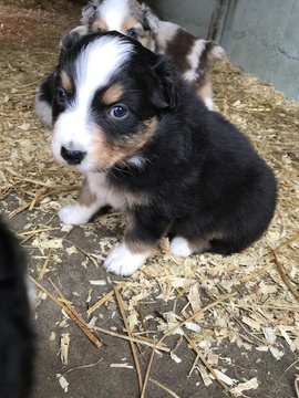 Medium Photo #6 Australian Shepherd Puppy For Sale in CANTON, OH, USA