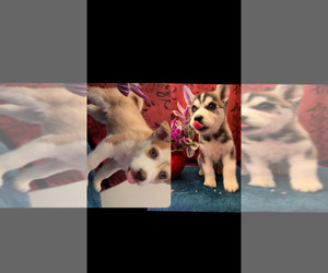 Siberian Husky Puppy for sale in LAS VEGAS, NV, USA