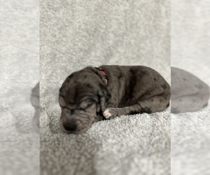Great Dane Puppy for Sale in NEW ALBANY, Indiana USA