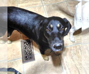 Angel - Female Rotterman Dog for Adoption - Photo #2