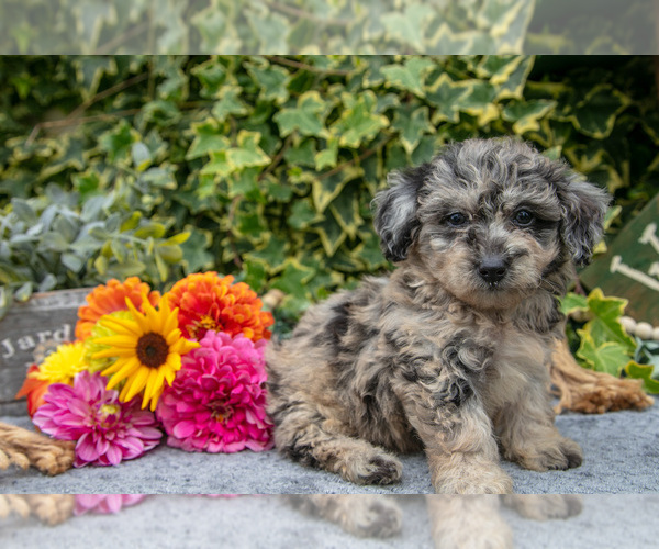Medium Photo #2 Poodle (Miniature) Puppy For Sale in SHILOH, OH, USA
