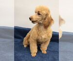 Small #1 Poodle (Miniature)
