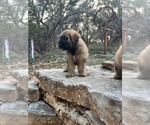 Small #4 Bouvier Des Flandres