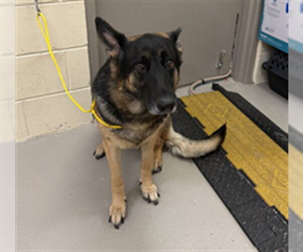 Medium Photo #1 German Shepherd Dog Puppy For Sale in Sanford, FL, USA