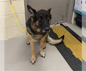 German Shepherd Dog Dogs for adoption in Sanford, FL, USA