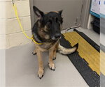 LUNA - Female German Shepherd Dog Dog for Adoption - Small photo