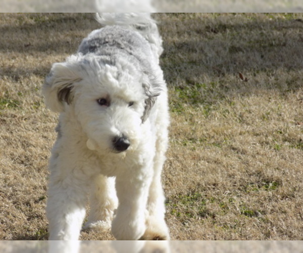 Medium Photo #1 Sheepadoodle Puppy For Sale in NORTH WILKESBORO, NC, USA