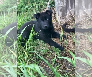 German Shepherd Dog Puppy for sale in COLUMBUS, NE, USA