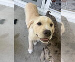 Small #2 Labrador Retriever Mix
