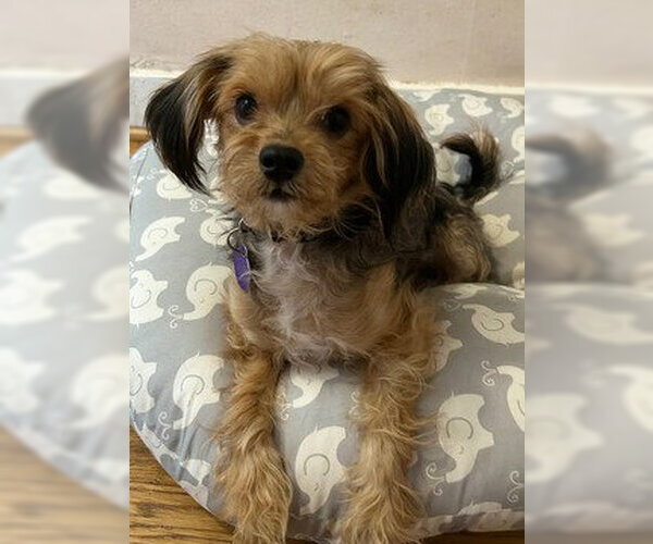 Medium Photo #3 Mutt Puppy For Sale in Fremont, CA, USA