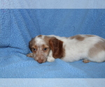 Small Photo #10 Dachshund Puppy For Sale in BLOOMINGTON, IN, USA